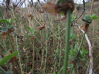 nte Cagliato-20111114 008